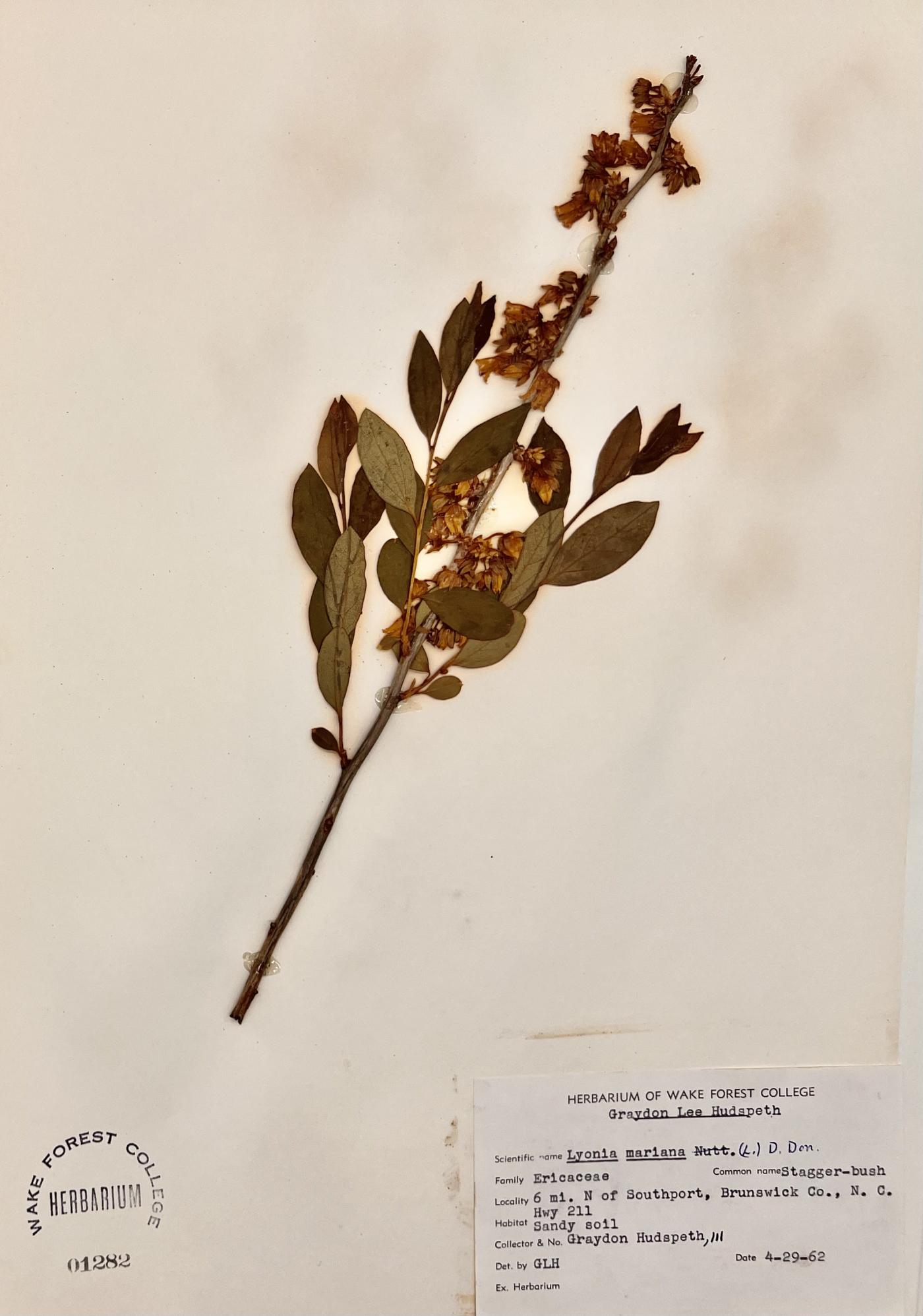 Lyonia mariana image