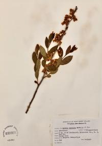Lyonia mariana image