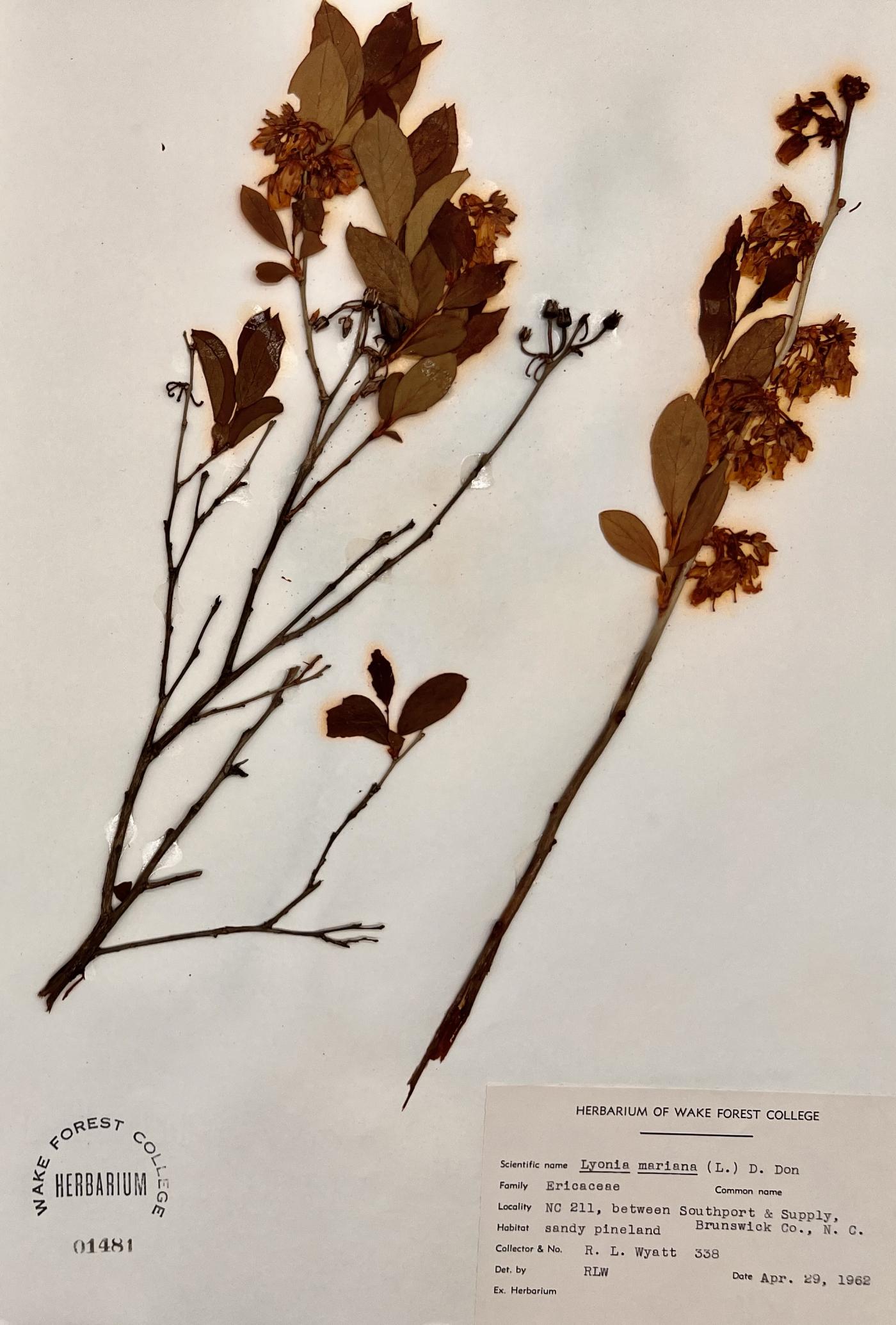 Lyonia mariana image