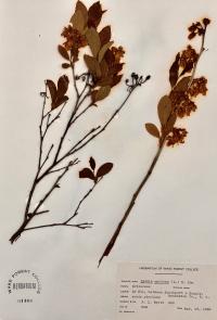 Lyonia mariana image