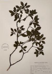 Rhododendron pilosum image