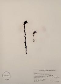 Monotropa uniflora image
