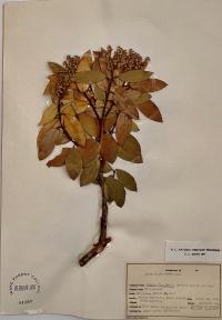 Pieris floribunda image