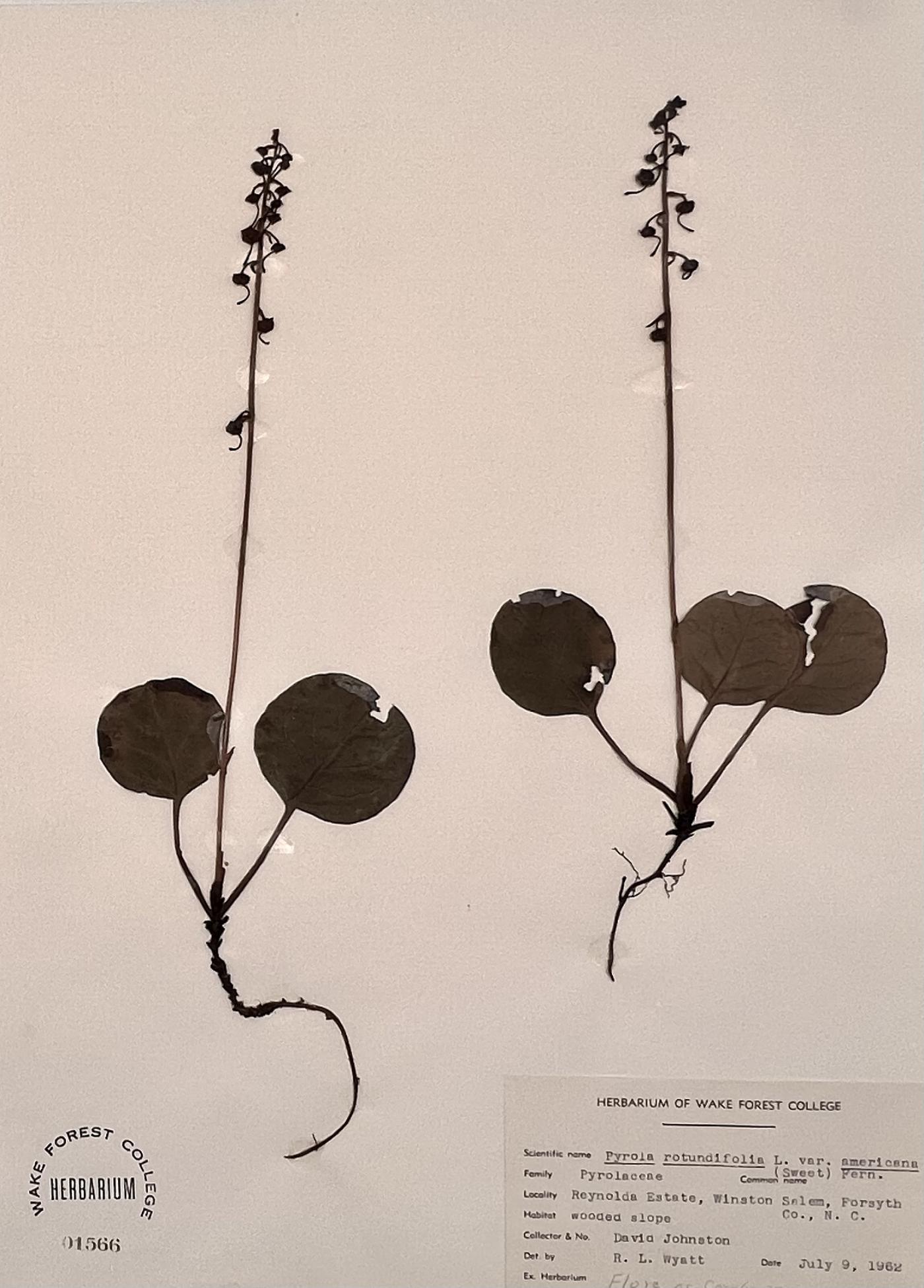 Pyrola rotundifolia image