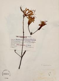 Rhododendron atlanticum image
