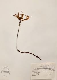 Rhododendron atlanticum image
