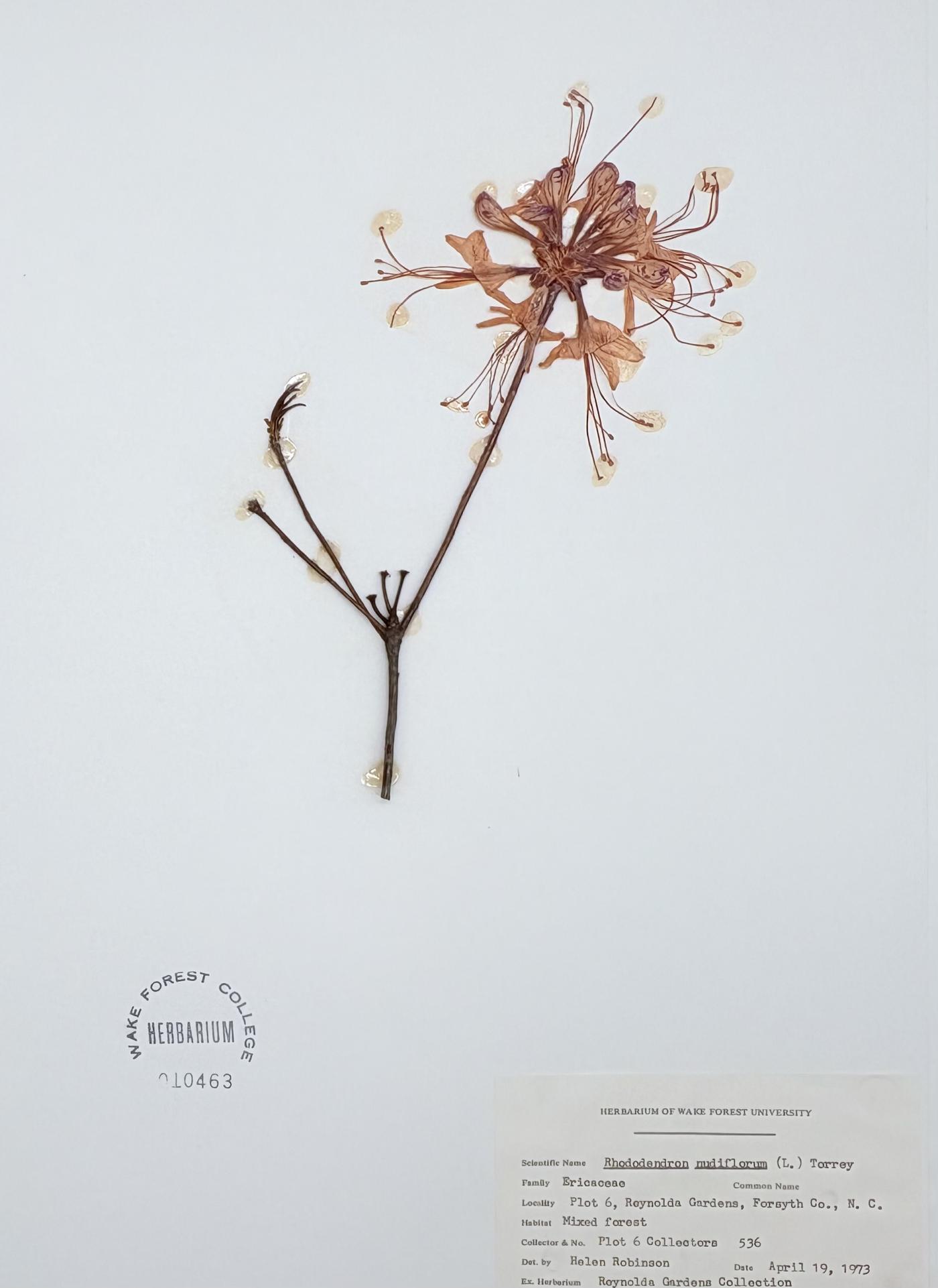 Rhododendron nudiflorum image