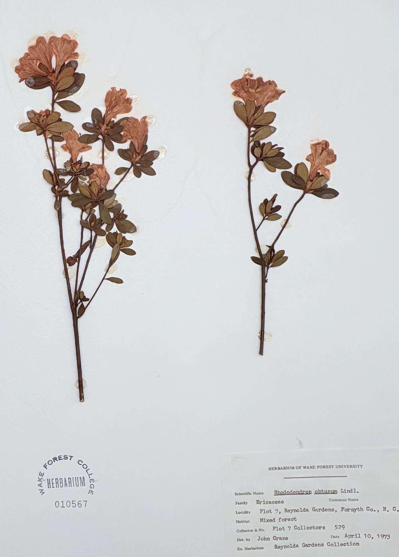 Rhododendron obtusum image