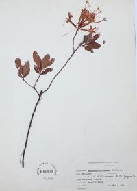 Rhododendron viscosum image