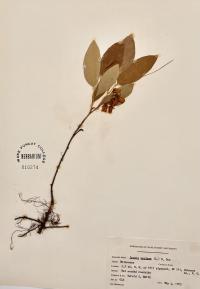Lyonia mariana image