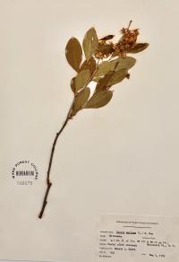 Lyonia mariana image