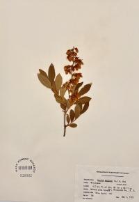 Lyonia mariana image