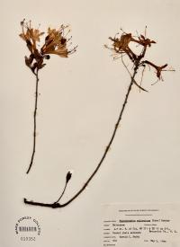 Rhododendron atlanticum image