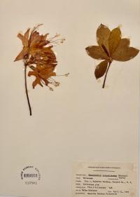 Rhododendron calendulaceum image