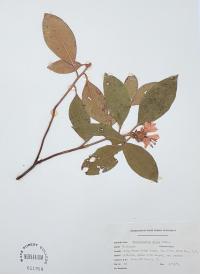 Rhododendron minus image