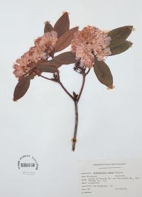 Rhododendron minus image