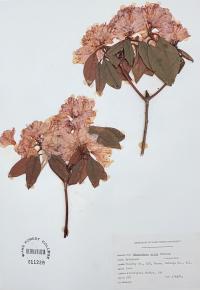 Rhododendron minus image