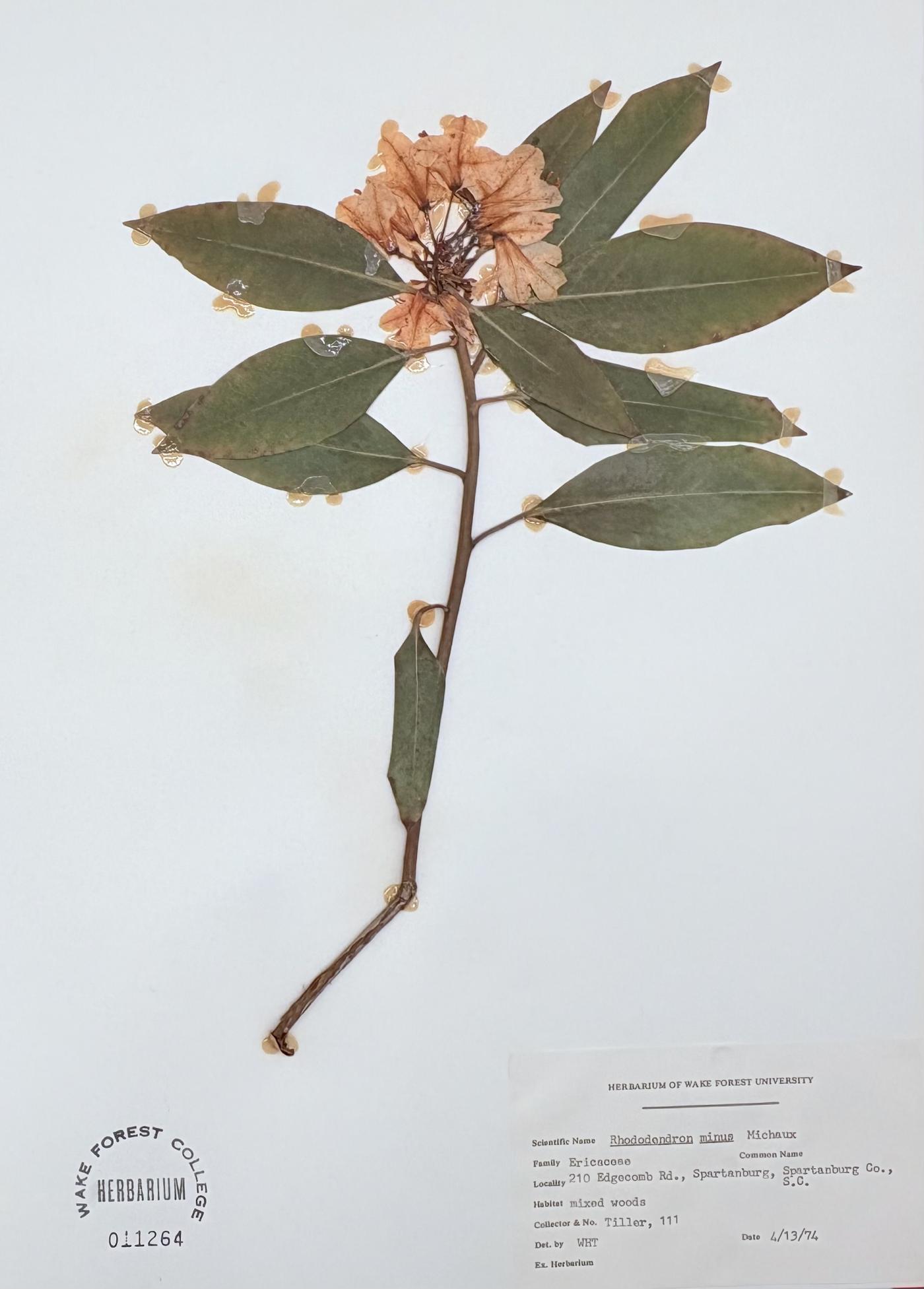 Rhododendron minus image