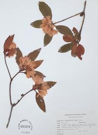 Rhododendron minus image