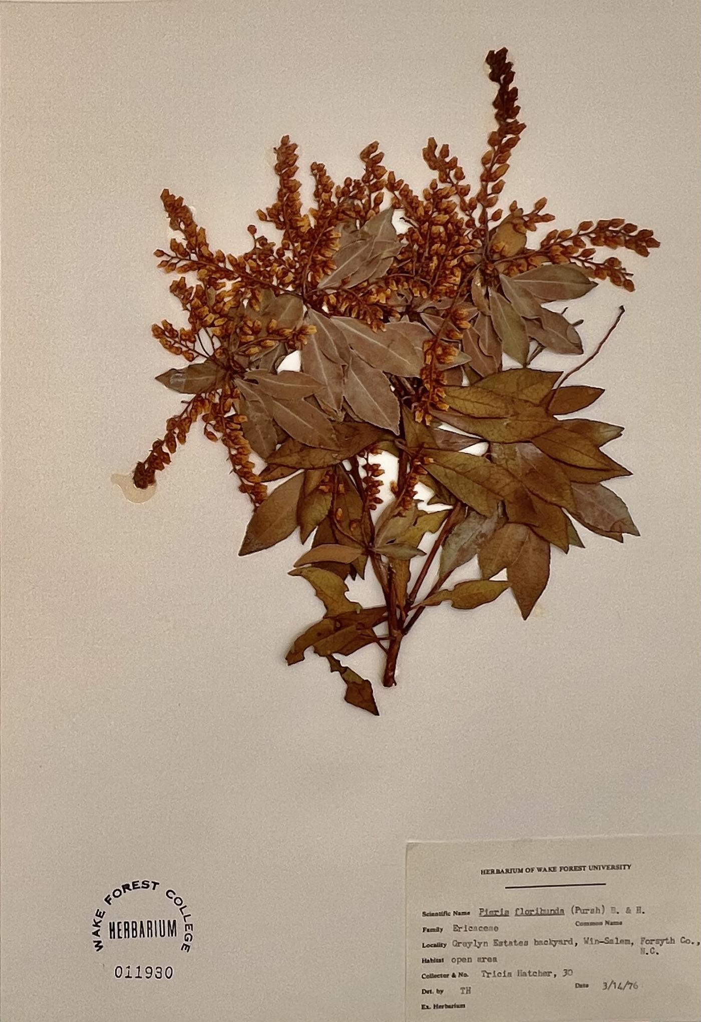 Pieris floribunda image