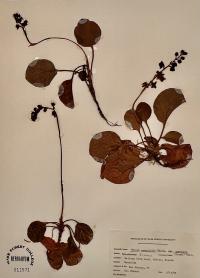 Pyrola asarifolia image