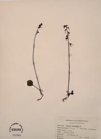 Pyrola chlorantha image