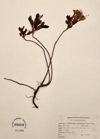 Rhododendron atlanticum image