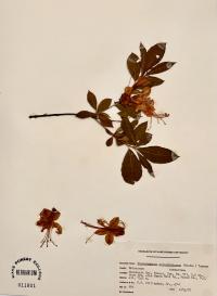 Rhododendron calendulaceum image
