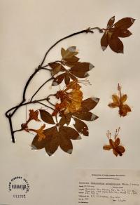 Rhododendron calendulaceum image