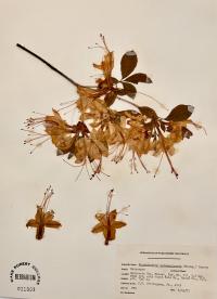 Rhododendron calendulaceum image