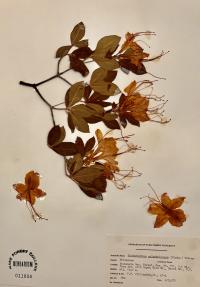 Rhododendron calendulaceum image