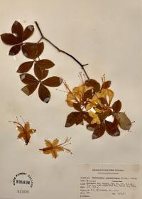 Rhododendron calendulaceum image