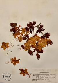 Rhododendron calendulaceum image