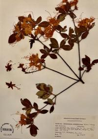 Rhododendron calendulaceum image
