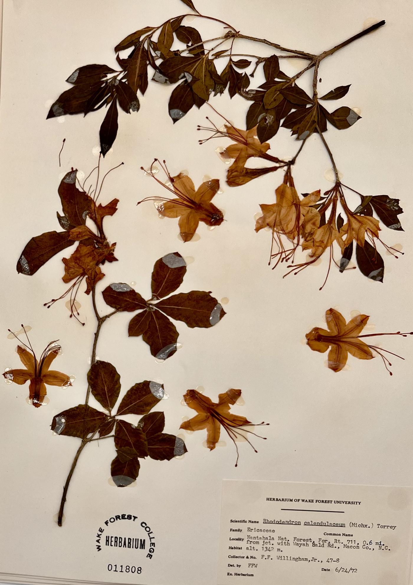Rhododendron calendulaceum image