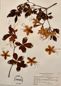 Rhododendron calendulaceum image