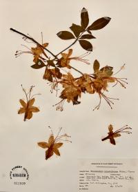 Rhododendron calendulaceum image