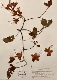 Rhododendron calendulaceum image
