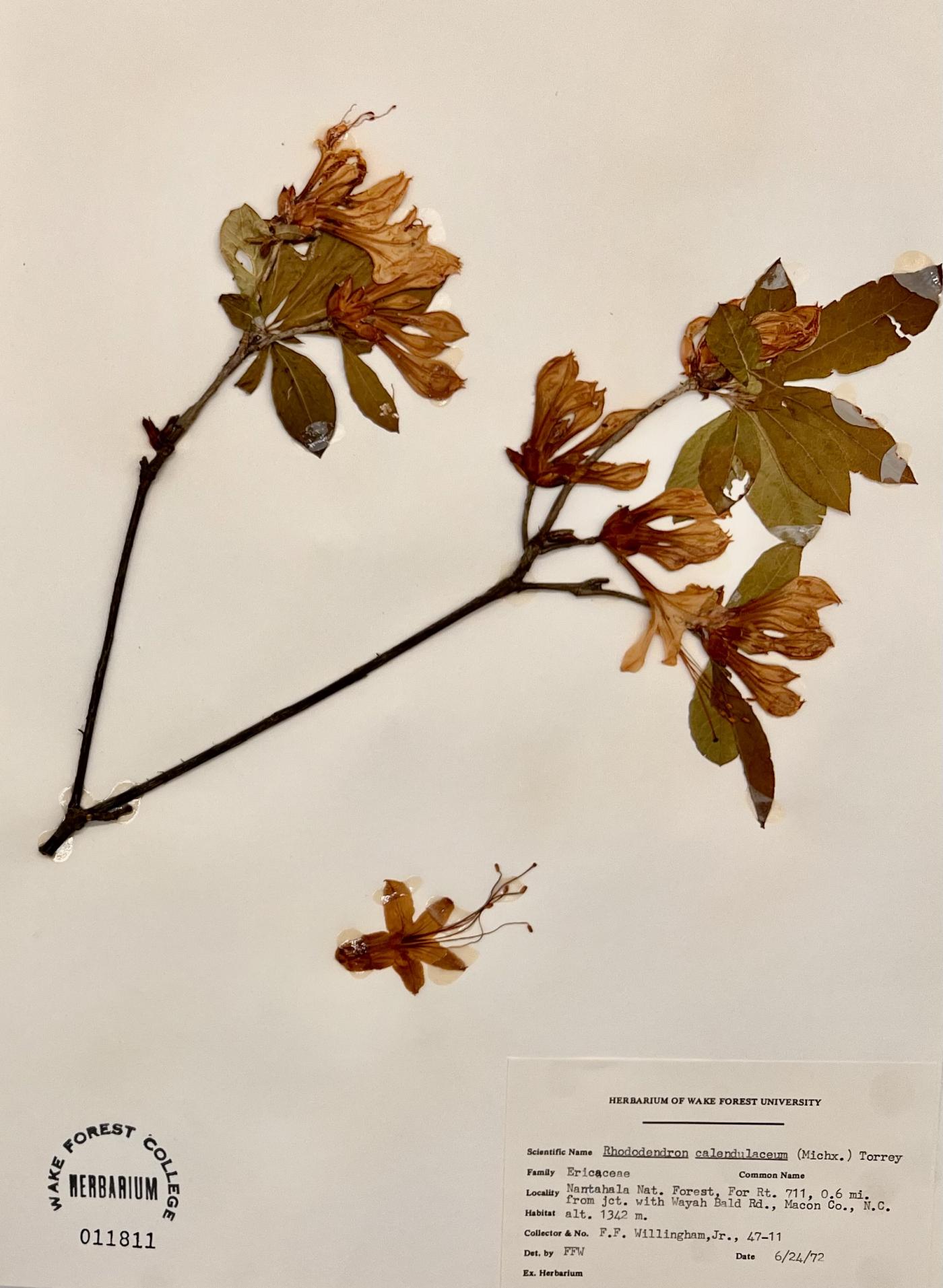Rhododendron calendulaceum image