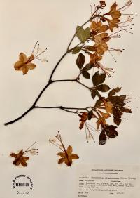 Rhododendron calendulaceum image