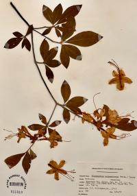 Rhododendron calendulaceum image