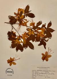 Rhododendron calendulaceum image
