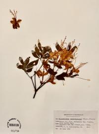 Rhododendron calendulaceum image