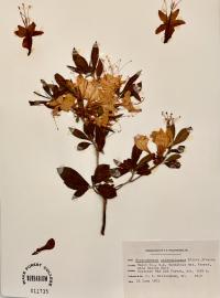 Rhododendron calendulaceum image
