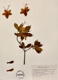 Rhododendron calendulaceum image