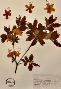 Rhododendron calendulaceum image