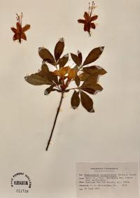 Rhododendron calendulaceum image