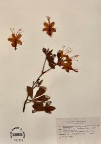 Rhododendron calendulaceum image