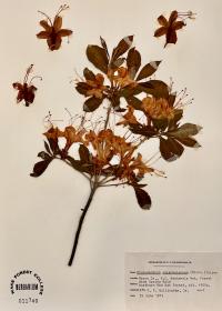 Rhododendron calendulaceum image