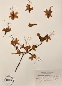 Rhododendron calendulaceum image